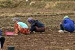 Women squatted to work, Chiang Mai, Thailand.
