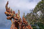 Trio of colorful Naga, Wat Doi Suthep, Chiang Mai, Thailand.
