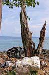 Dead tree on the beach, Koh Phi Phi, Thailand.