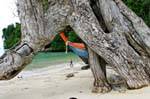 Under the roots, Koh Phi Phi, Thailand.
