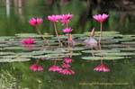Bouquet of lilies, Sukhothai, Thailand.