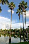 Pond and palm trees, Sukhothai, Wat Trapang Ngoen, Thailand.