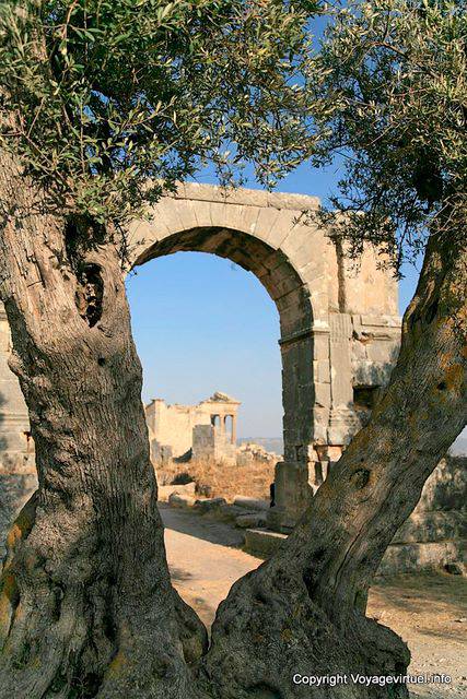 Dougga, Arch of Severus Alexander between olive trees - Tunisia