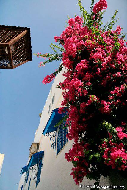 Hammamet, bougainvillea and ironwork in the medina - Tunisia
