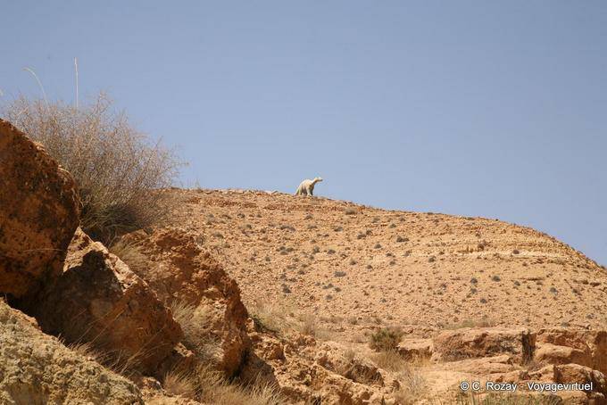 Diplodocus on the Djebel Bir Miteur - Tunisia