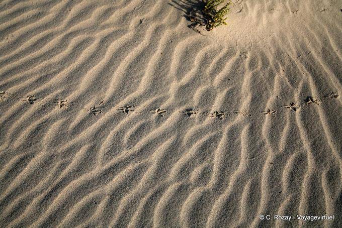 Footsteps in the sand on the beach 5000 years, Djerba - Tunisia