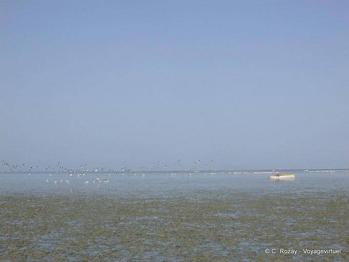 Bird soaring, Djerba - Tunisia
