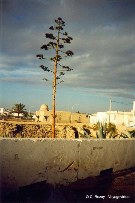 Aloe, Djerba, Houmt Souk - Tunisia