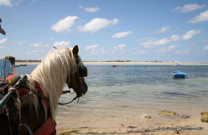 Draft horse, Seguia, Djerba - Tunisia