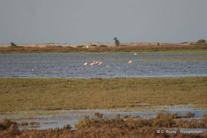 Flamingos in the lagoon, Djerba - Tunisia