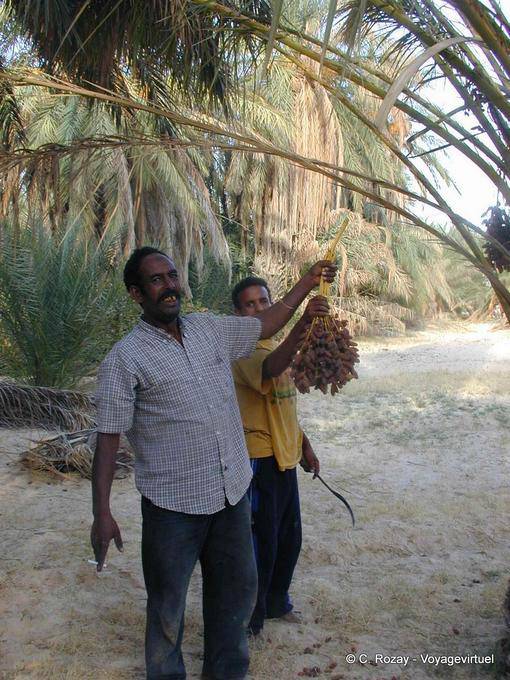 Oasis of Douz, picking dates - Tunisia