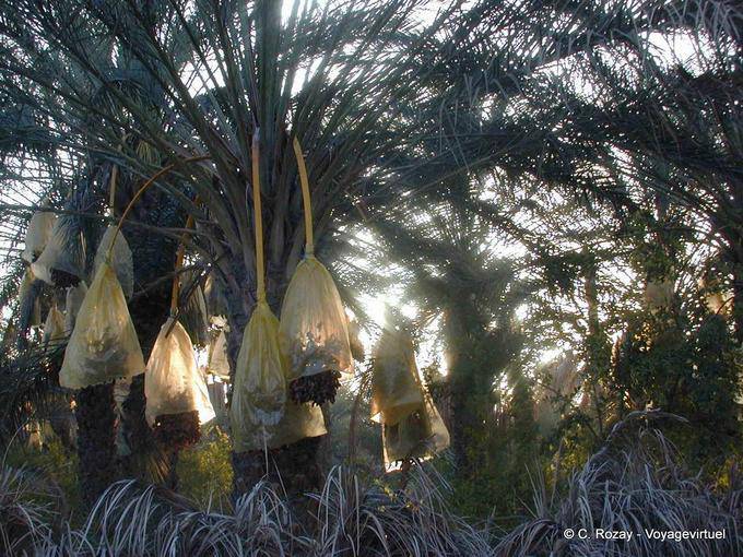 Oasis of Douz, protection dates - Tunisia
