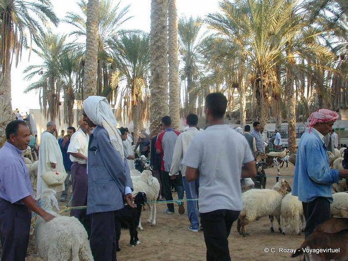 Douz, the sheep market - Tunisia