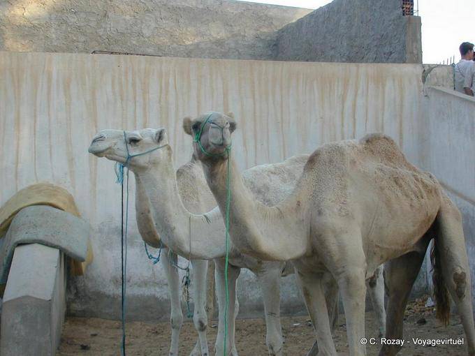Camels on the market of Douz - Tunisia