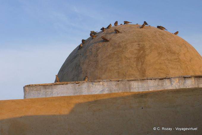 Dome birds, Kairouan - Tunisia