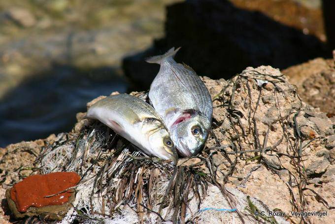 Fresh fish on a rock, Kerkennah - Tunisia