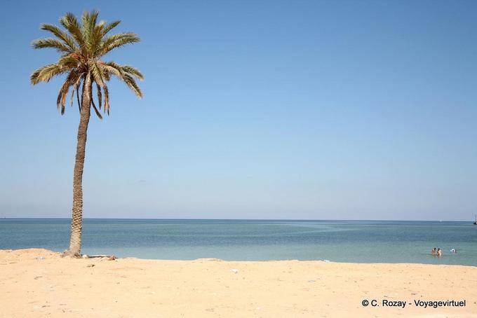 Typical palm tree and beach, Kerkennah Islands - Tunisia