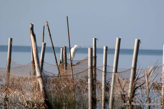 White heron on net, Ouled Kacem, Kerkennah Islands - Tunisia