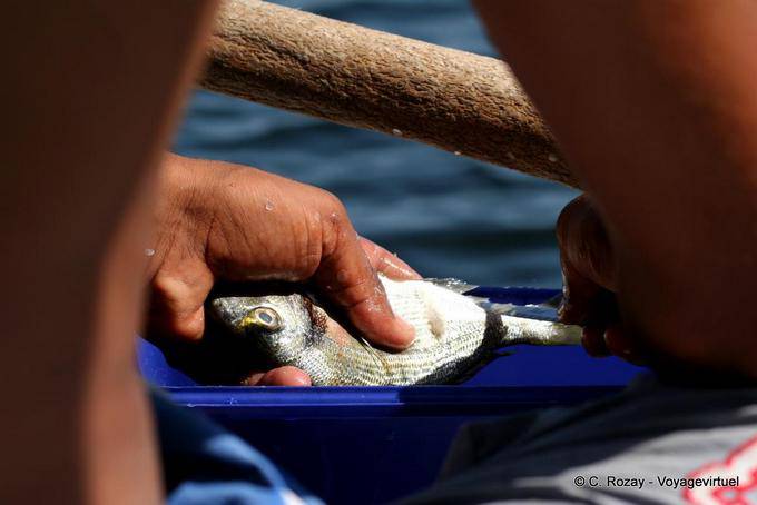 Fresh fish in hand, Ouled Kacem, Kerkennah - Tunisia