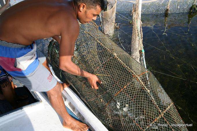 Removing the fishing net, Ouled Kacem, Kerkennah - Tunisia
