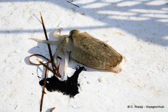 Squid and its ink on the deck, Ouled Kacem, Kerkennah - Tunisia