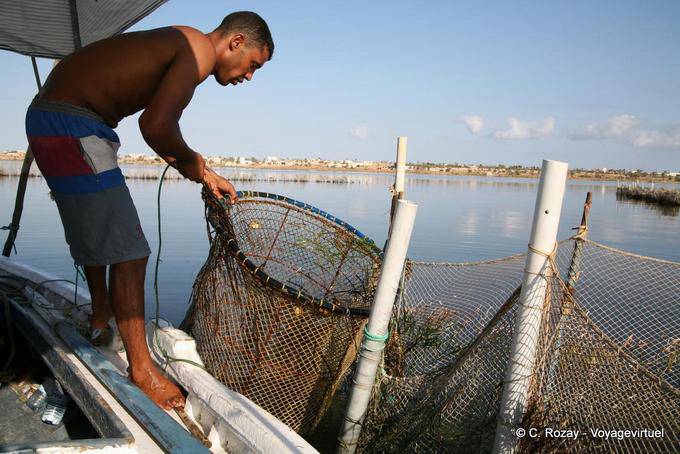 Removing the trap of chrafi (الشرفية) Ouled Kacem, Kerkennah - Tunisia