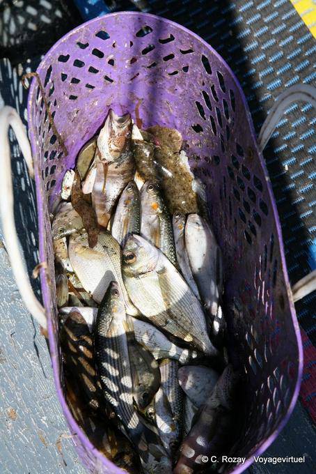 Basket with the day's catch, Ouled Kacem, Kerkennah - Tunisia