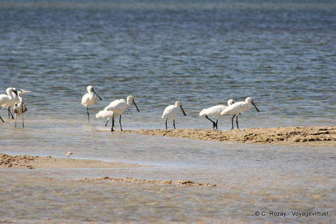 Spatulas Group Remla, Kerkennah - Tunisia