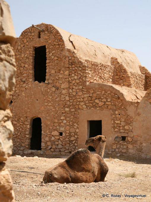 Camel, Ksar El Ferech - Tunisia