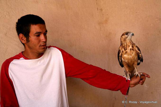 Eagle on hand, Ksar Haddada - Tunisia