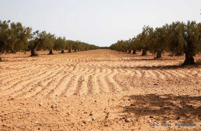 Olive grove in the region of Sfax - Tunisia