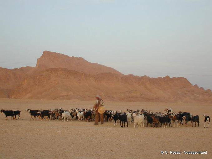 Flock and shepherd at the door of Chott el Jerid - Tunisia