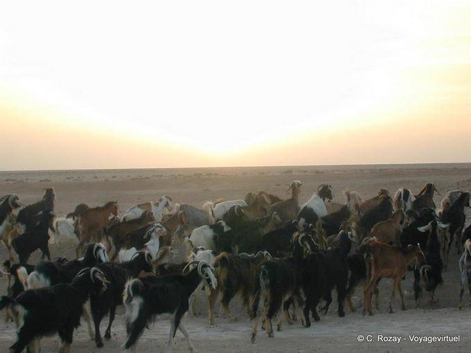 Herd of goats in the Chott el Jerid - Tunisia