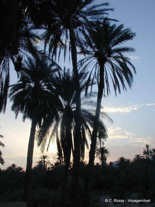 Palms shadow, Chebika - Tunisia