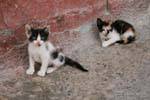Bizerte, kittens surprised, Tunisia.