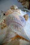 National Museum of Carthage, the priestess sarcophagus (the end of the Punic period), Tunisia.