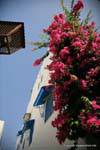 Hammamet, bougainvillea and ironwork in the medina, Tunisia.
