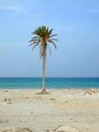 Palm Djerba, beach el Hachen, Tunisia.