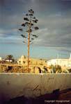 Aloe, Djerba, Houmt Souk, Tunisia.