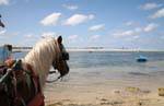 Draft horse, Seguia, Djerba, Tunisia.