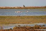 Flamingos in the lagoon, Djerba, Tunisia.