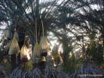 Oasis of Douz, protection dates, Tunisia.