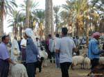 Douz, the sheep market, Tunisia.