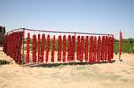 Dried red peppers, Tunisia.