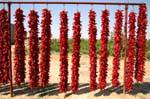 Close up of red peppers hanging, Tunisia.