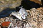 Fresh fish on a rock, Kerkennah, Tunisia.