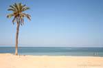 Typical palm tree and beach, Kerkennah Islands, Tunisia.