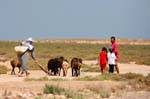 Family with his flock of sheep, Chergui, Kerkennah, Tunisia.