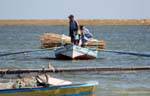 Fisherman daily El Attaya, Kerkennah Islands, Tunisia.