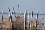 White heron on net, Ouled Kacem, Kerkennah Islands, Tunisia.